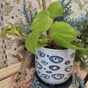 Neon Heart-leaf Philodendron 'Sweetheart plant'