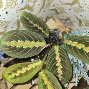 Maranta 'Prayer Plant'