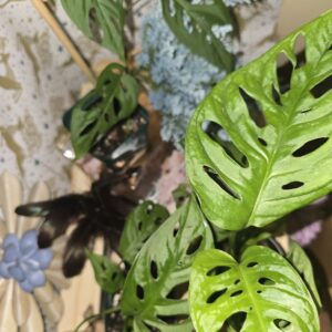 Monstera Adasonii 'Swiss Cheese'