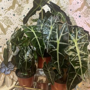 Alocasia Polly (African Mask)