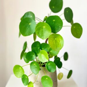 Pilea 'Chinese Money Tree'